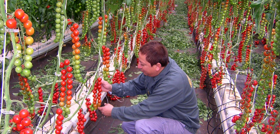 Tomates